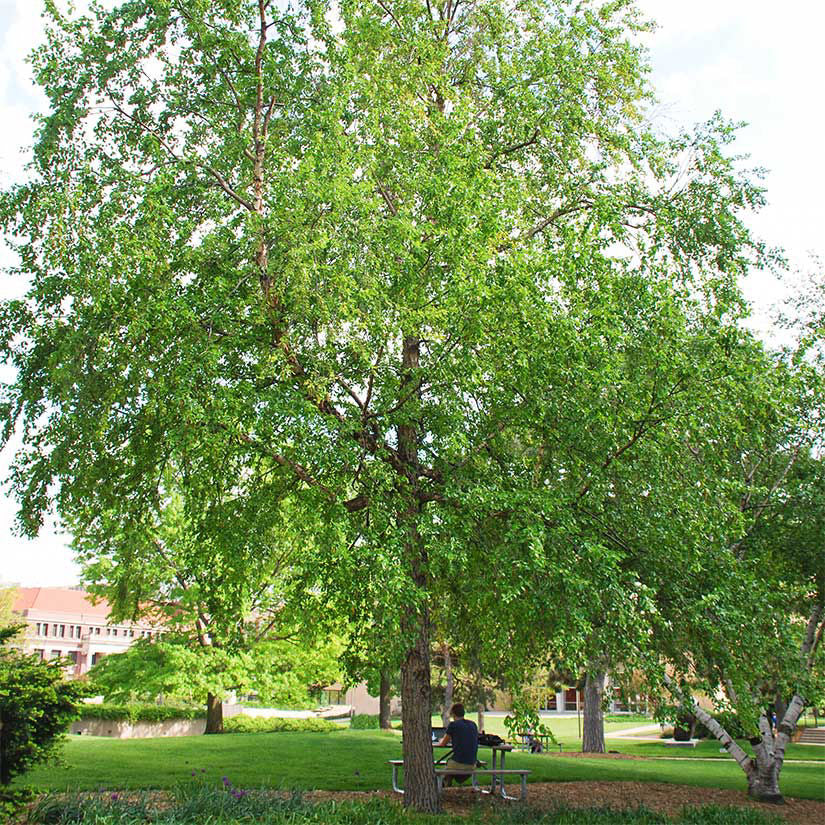 River Birch Live Tree 12–18 Inches Tall, Betula nigra, Deciduous Shade Tree for Zones 4–9, Ornamental Bark, Moisture-Loving
