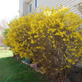 Forsythia Bush Live Plant – Bare Root 10–12 Inches, Early Spring Yellow Flowers, Hardy Fast-Growing Shrub for Landscaping