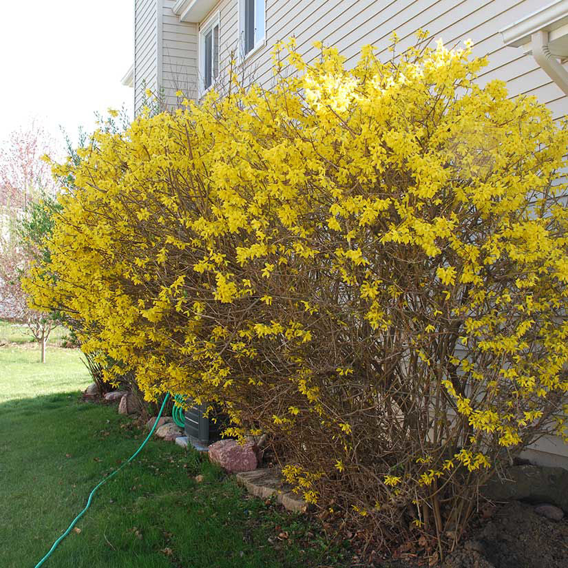 Forsythia Bush Live Plant – Bare Root 10–12 Inches, Early Spring Yellow Flowers, Hardy Fast-Growing Shrub for Landscaping