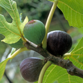 Beers Black Fig Tree – Ficus carica Live Bare Root Plant, Cold-Hardy, Self-Fruitful, Dark Purple Figs, Edible Garden, Patio, Orchard