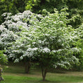 White Kousa Dogwood Tree Cuttings – Unrooted Propagation Material, Cornus kousa, Ornamental Flowering Tree, Garden Plant