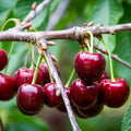 Lapins Cherry Tree – 3 ft. Semi-Dwarf Bare Root Fruit Tree with Sweet Dark Cherries, Self-Pollinating, High Yield, Cold Hardy, Home Orchard