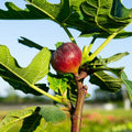 Live Chicago Hardy Fig Tree – Self-Fertile Ficus carica with Sweet Edible Figs – Cold Hardy, Container or Ground Plant