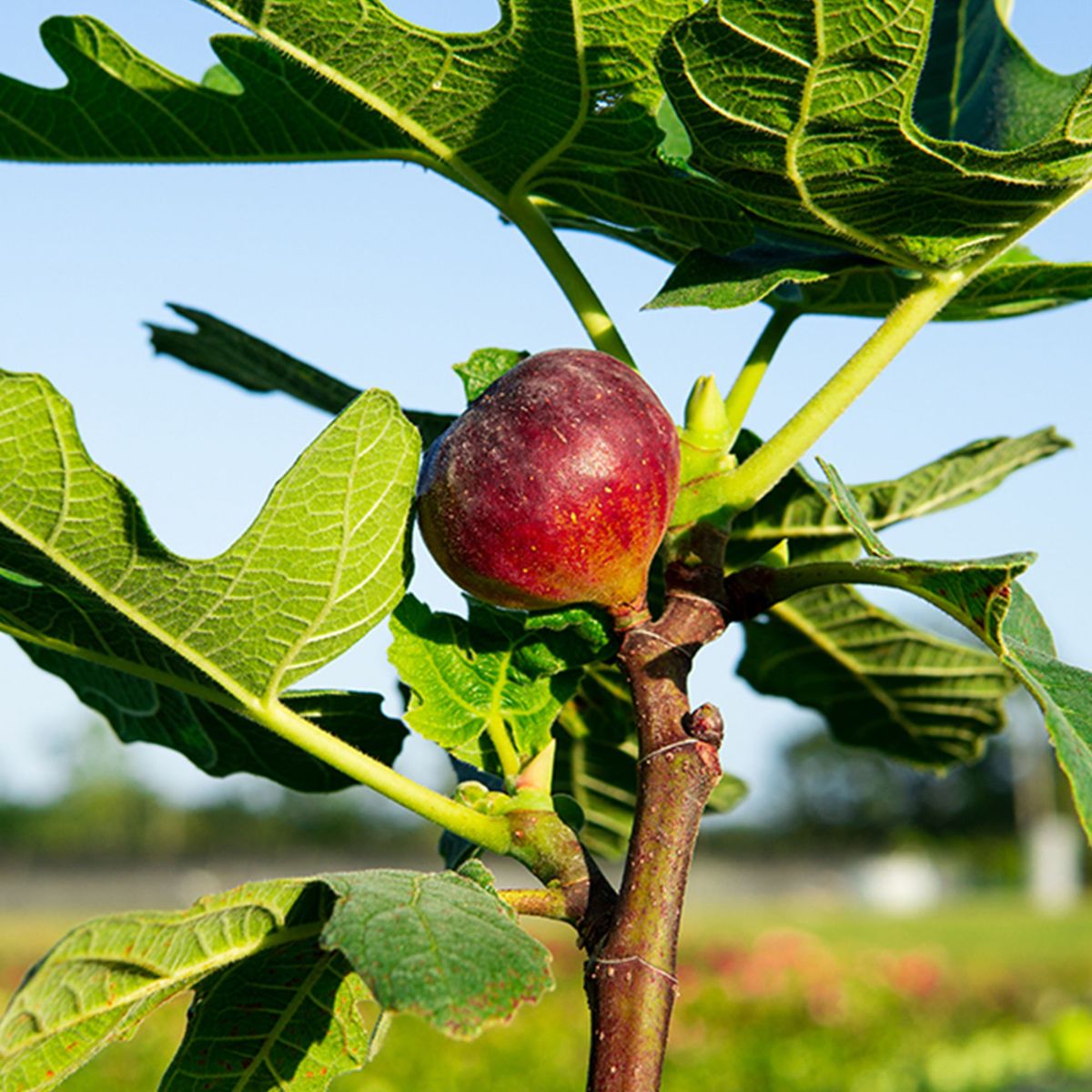 Live Chicago Hardy Fig Tree – Self-Fertile Ficus carica with Sweet Edible Figs – Cold Hardy, Container or Ground Plant