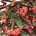 Angel Wing Begonia Torch Red Live Rooted Starter Plant – Indoor Tropical Houseplant with Bright Red Flowers