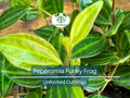 Peperomia Angulata Variegated Funky Frog Unrooted Cuttings – Rare Indoor Houseplant, Easy Care Succulent, Propagation Kit, 5 Pack