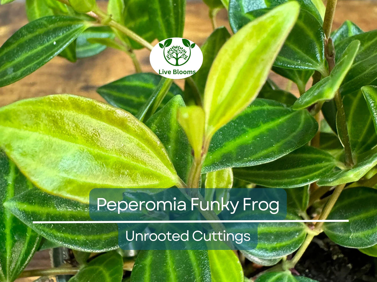 Peperomia Angulata Variegated Funky Frog Unrooted Cuttings – Rare Indoor Houseplant, Easy Care Succulent, Propagation Kit, 5 Pack