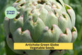 Green Globe Artichoke Seeds – Heirloom Variety for Garden Beds & Containers – Cynara scolymus, Edible Perennial Plant