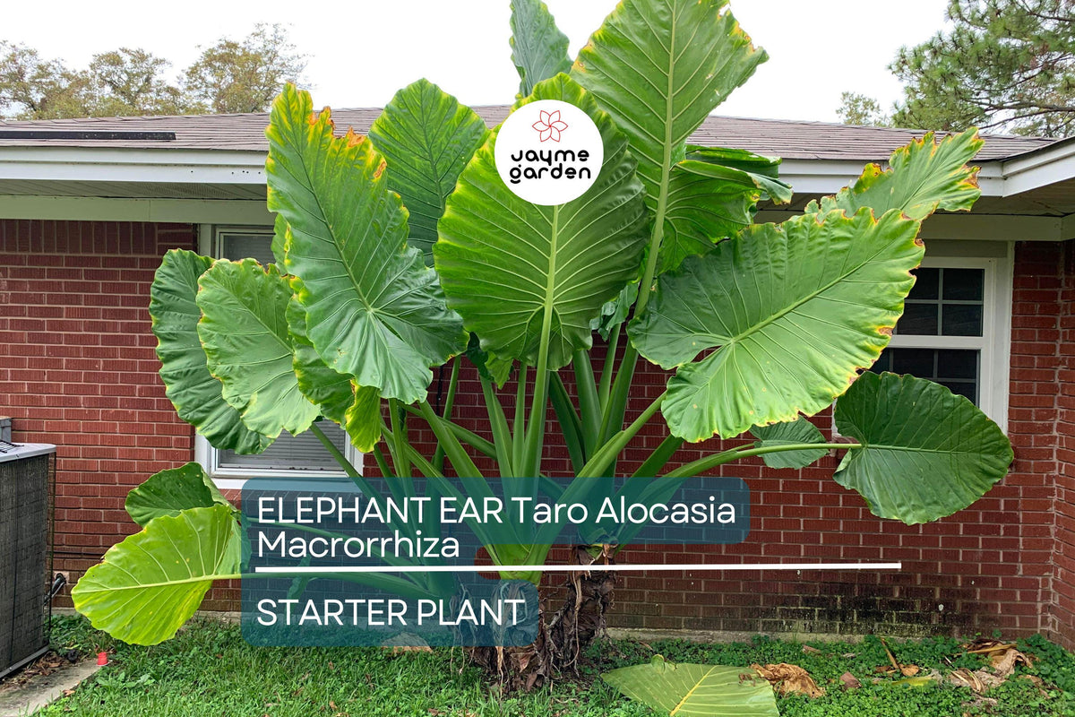 Borneo Giant Elephant Ear Seedlings | Alocasia macrorrhiza | Tropical Foliage Plant | 3-6 Inches Tall