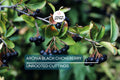 Aronia Black Chokeberry Cuttings Set of 12 Unrooted 6-8" Aronia melanocarpa for Propagation, Berry Bushes, Fruit Production