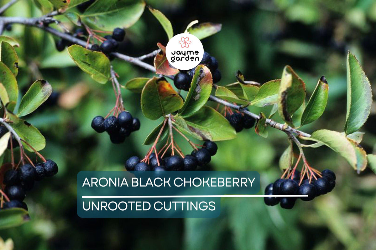 Aronia Black Chokeberry Cuttings Set of 12 Unrooted 6-8" Aronia melanocarpa for Propagation, Berry Bushes, Fruit Production