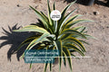 Agave Desmetiana Variegated Succulent – 6-8" Wide, Low-Maintenance, Drought-Tolerant, Indoor & Garden Plant