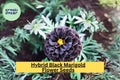 Hybrid Black Marigold Seeds – 25+ Dark Bloom Annual Flower for Gardens, Borders & Pollinators – Tagetes patula