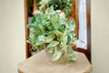 Pothos Ivy Combo Pack of 6 Unrooted Cuttings - Variegated Marble Queen, Brazil & N'Joy - Indoor Tropical Houseplant Epipremnum aureum