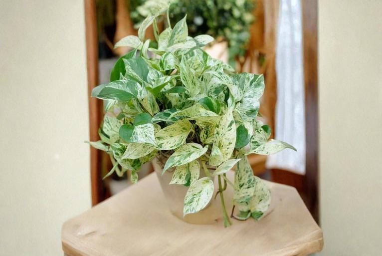 Pothos Ivy Combo Pack of 6 Unrooted Cuttings - Variegated Marble Queen, Brazil & N'Joy - Indoor Tropical Houseplant Epipremnum aureum