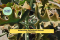 Kalanchoe Beharensis Velvet Elephant Ears | 2 Cuttings 10-12" | Fuzzy Succulent Plant Starter for Indoor or Outdoor Gardens