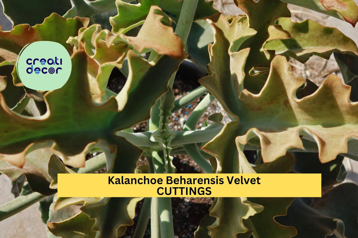 Kalanchoe Beharensis Velvet Elephant Ears | 2 Cuttings 10-12" | Fuzzy Succulent Plant Starter for Indoor or Outdoor Gardens