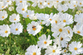 100 Cosmos Purity Seeds - White Annual Flower, Pollinator Friendly, Cosmos bipinnatus for Borders, Garden Beds & Cut Flowers