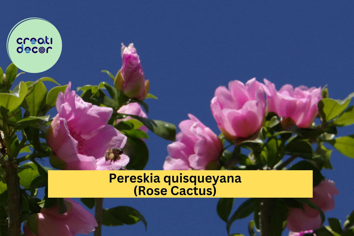 Pereskia quisqueyana Rose Cactus Succulent – 4" Live Potted Exotic Flowering Plant for Indoor & Garden Collection