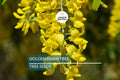 Golden Chain Tree Seeds | Laburnum anagyroides | Wisteria-Like Golden-Yellow Flowers | Fast-Growing Ornamental Tree Seeds
