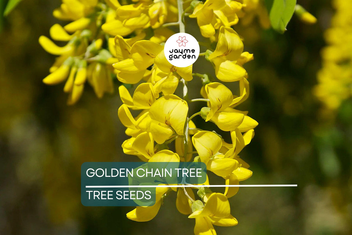 Golden Chain Tree Seeds | Laburnum anagyroides | Wisteria-Like Golden-Yellow Flowers | Fast-Growing Ornamental Tree Seeds