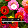 100 Lilliput Zinnia Seeds – Heirloom, Non-GMO, Compact, Colorful Mix, Zinnia elegans, Pollinator-Friendly