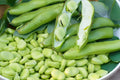 Heirloom Fava Bean Seeds – 10 Pack of Broad Beans (Vicia faba) for Home Garden, Cool-Season Legume, Nitrogen Fixer, Edible Pods