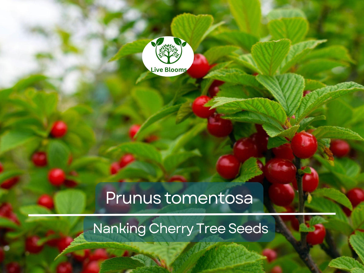 Prunus tomentosa Nanking Cherry Seeds – Hardy Fruit-Bearing Shrub for Gardens, Landscaping & Wildlife, 10 Seeds