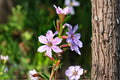 3000 Lythrum alatum Winged Loosestrife Seeds – Native Wetland Wildflower for Rain Gardens & Pond Edges