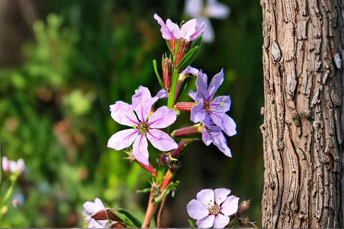 3000 Lythrum alatum Winged Loosestrife Seeds – Native Wetland Wildflower for Rain Gardens & Pond Edges