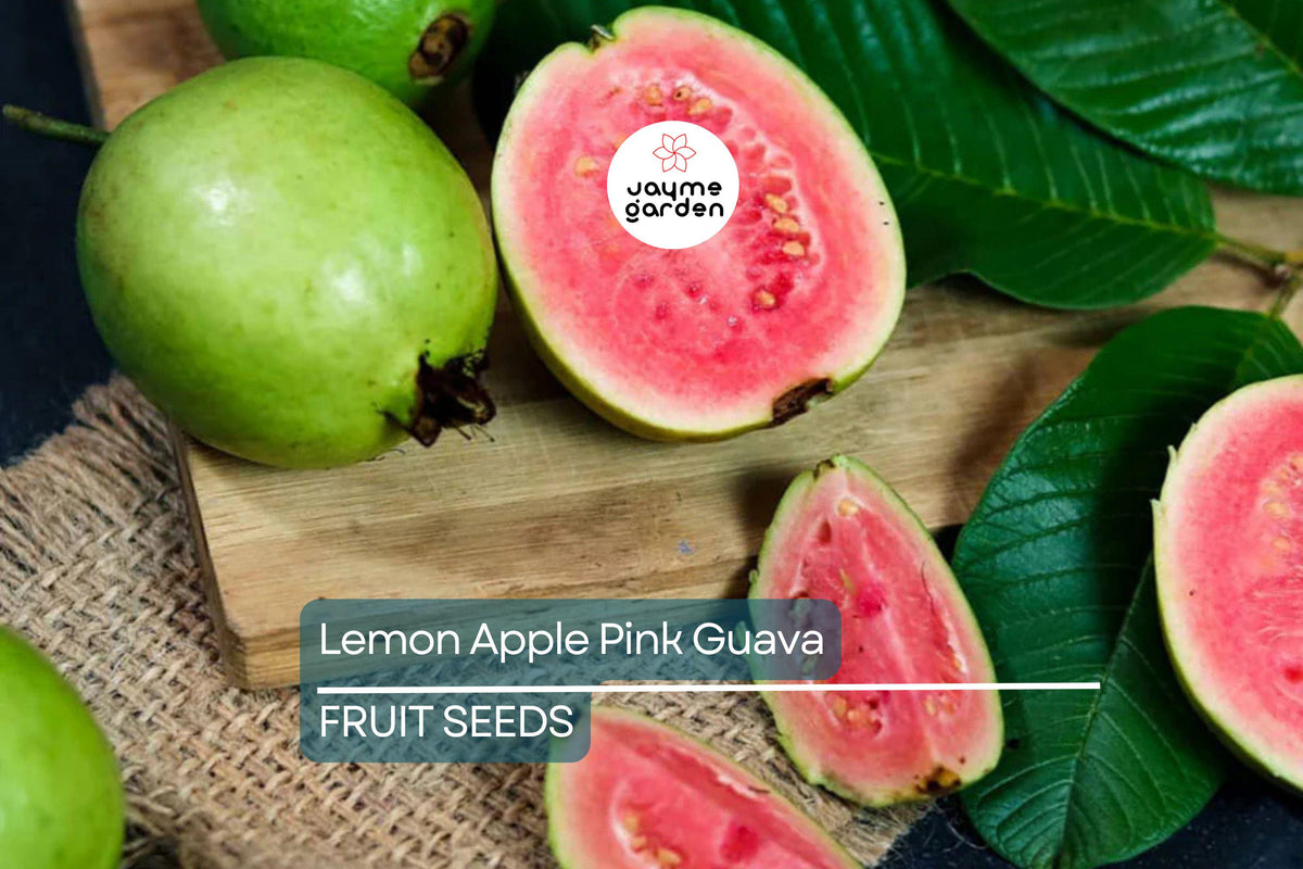 20 Ruby Supreme Guava Tree Seeds - Psidium guajava - Tropical Pink Fruit, Edible Rind, Container Friendly
