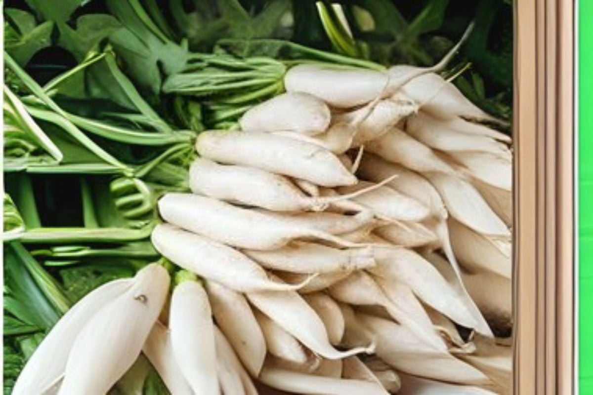 Japanese Minowase Daikon Radish Seeds – Heirloom Asian Vegetable, Long White Roots, Crisp Texture, Mild Flavor, Raphanus sativus var. longipinnatus
