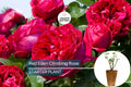 Red Eden Climbing Rose Plant - 1.5 Gal, Large Crimson Blooms, Fragrant Tea Scent, Own-Root, Hardy Climber for Arches & Trellises