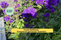 Purple Bellflower Plants Set of 5 Bare Root Perennials Campanula glomerata ‘Superba’ for Garden
