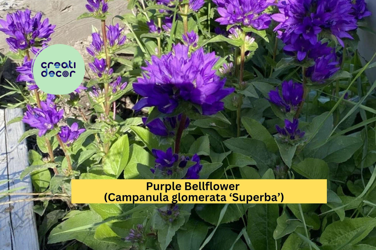 Purple Bellflower Plants Set of 5 Bare Root Perennials Campanula glomerata ‘Superba’ for Garden