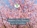 Japanese Cherry Blossom Seeds | Prunus serrulata Pink Flowers for Bonsai & Garden | Spring Blooms, Ornamental Tree, Pollinator-Friendly