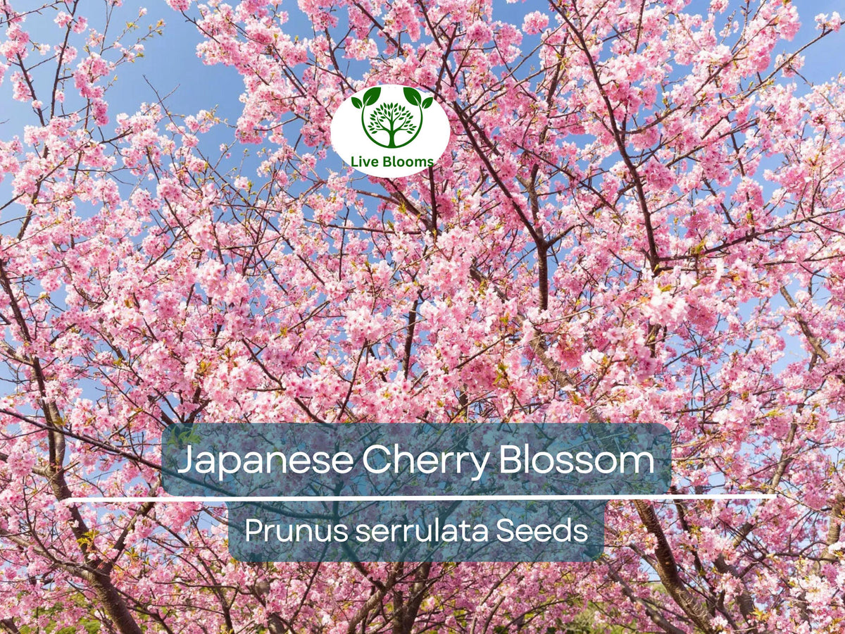 Japanese Cherry Blossom Seeds | Prunus serrulata Pink Flowers for Bonsai & Garden | Spring Blooms, Ornamental Tree, Pollinator-Friendly