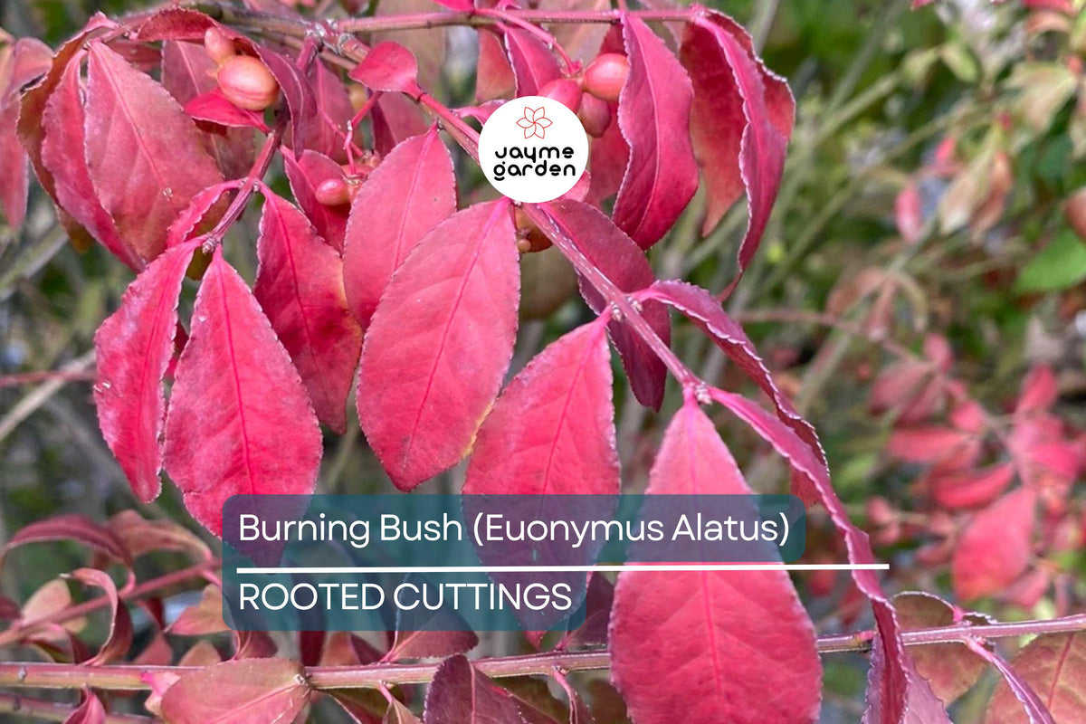Live Burning Bush Plant Euonymus Alatus Shrub | Fall Color, Hardy Landscaping Plant