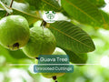 Guava Unrooted Cuttings 4-5" | Psidium Guajava | Tropical Fruit Tree Propagation for Garden & Indoor Planting