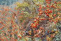 American Bittersweet Vine Plants 12-18" Celastrus scandens Climbing Ornamental Berry Plant