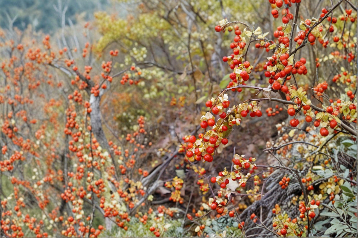 American Bittersweet Vine Plants 12-18" Celastrus scandens Climbing Ornamental Berry Plant