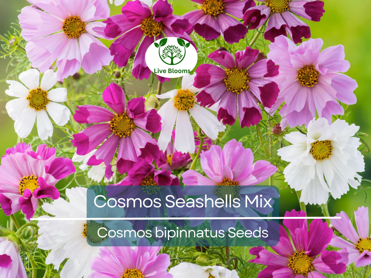 Cosmos Seashells Mix Seeds – 200 Non-GMO Tubular Flowers, Cosmos bipinnatus, AAS Winner, Colorful Garden Blooms, Pollinator Friendly