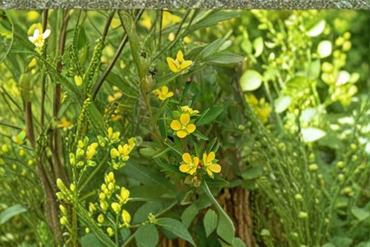 Seedbox Seeds – Ludwigia alternifolia Native Wetland Wildflower with Yellow Summer Blooms, 1,000 Seeds