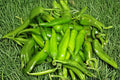 Lumbre Hot Pepper Seeds – Capsicum annuum – Very Hot Southwestern Chili for Roasting, Salsas, and Drying – 25 Seeds