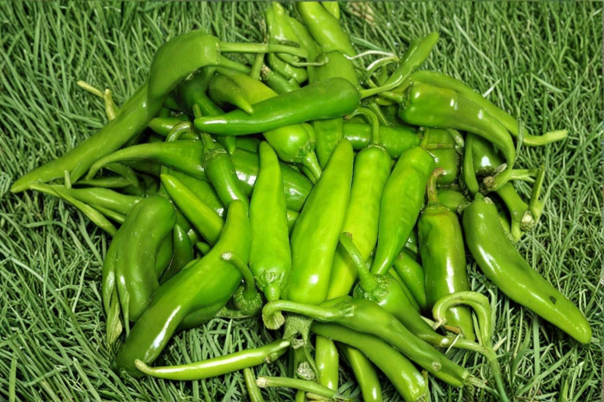 Lumbre Hot Pepper Seeds – Capsicum annuum – Very Hot Southwestern Chili for Roasting, Salsas, and Drying – 25 Seeds
