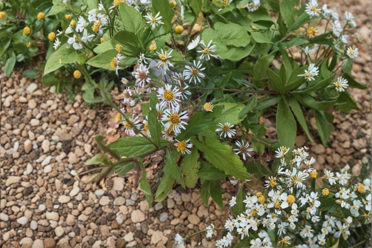 Eurybia schreberi Schreber's Wood Aster Seeds – Native Woodland Wildflower for Pollinator Gardens, 100 Seeds