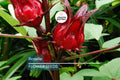 50 Roselle Seeds Hibiscus sabdariffa Edible & Medicinal Tropical Plant for Teas, Pickling, Herbs