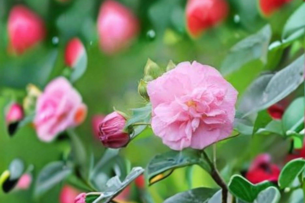 10 Hibiscus paramutabilis Seeds – False Confederate Rose Hardy Shrub Flowering Perennial Pollinator Plant