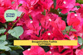 Fuchsia Bougainvillea Cuttings | Vibrant Flowering Vine Starter | Tropical Climbing Plant for Fences, Walls & Containers