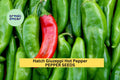 3pcs Hatch Giuzeppi Hot Pepper Seeds – Medium-Heat Chili Seeds for Roasting & Salsas – Capsicum annuum, Heirloom, Green to Red